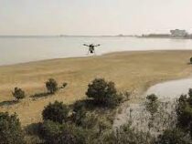 Мангровые леса при помощи дронов высаживают в ОАЭ