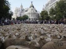Свыше тысячи овец и коз заполонили центр Мадрида