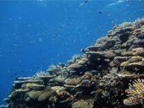 Кораллы теряют цвет в Карибском море