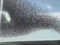 Огромное облако птиц пронеслось над трассой «Таврида» в Крыму