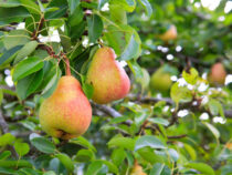На Иссык-Куле завершается  сезон сбора урожая груш