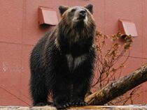 В Японии заявили о нашествии агрессивных медведей