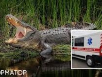 В Австралии фермер покусал напавшего на него крокодила