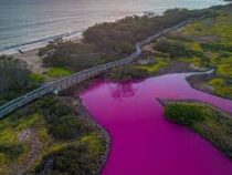 Озеро на Гавайях окрасилось в розовый цвет