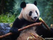 Национальный центр по изучению панд открыли в Китае