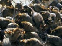 Крысы заполонили школы французского города Марсель