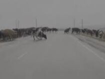 Реальные коровы на льду: в России засняли олицетворение крылатой фразы