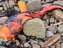 В Шотландии на пляж вынесло оранжевое существо, удивившее людей