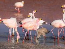 Птичий грипп убил сотни фламинго в Аргентине