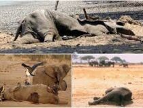 Дикие животные гибнут из-за засухи в Зимбабве