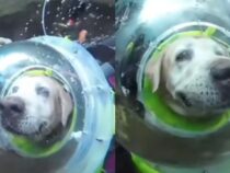 Отважный пес-дайвер с аквалангом погрузился на глубину