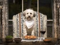 В Риме открылся первый ресторан изысканной кухни для собак