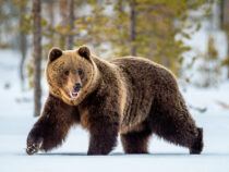 Медведь выбежал на оживленный склон горнолыжного курорта