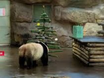 Животным подарили рождественские подарки в зоопарке Франции