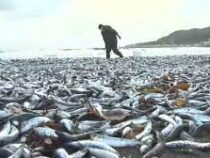 Тонны мёртвой рыбы выбросило к берегам Японии
