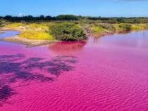 Розовых озёр станет больше в мире