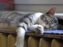 В Сингапуре отменят закон, запрещающий держать кошек в квартирах