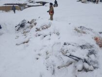 В Нарынском районе лавина накрыла домашний скот
