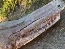 Мальчик по пути в школу нашел загадочное безглазое существо с пастью крокодила