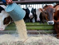 Ряд сельхозтоваров, ввозимых в Кыргызстан, освободили от уплаты НДС