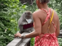 В Индонезии обезьяна разорвала паспорт туристки