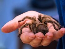 Житель Великобритании завел более сотни тарантулов
