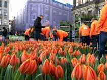 Нидерланды отметили национальный День тюльпанов