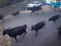 Сотня коров сбежала с фермы и захватила городские улицы, дворы и дороги
