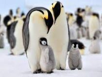 В Антарктиде нашли новые колонии императорских пингвинов