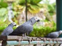 Африканских серых попугаев решили отучить ругаться матом в зоопарке Британии