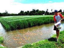 В Узгене практикуют выращивание рыбы на рисовых полях