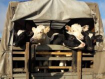 В Кыргызстане усилен ветеринарный контроль при ввозе скота