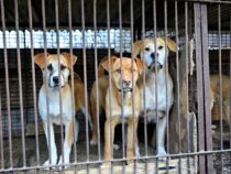 В Южной Корее законодательно запретили есть собак
