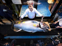 На первом в 2024 году аукционе гигантского тунца продали за $788 тыс