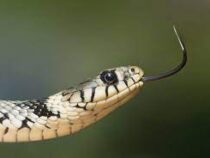 В Таиланде в самолете во время полета обнаружили живую змею