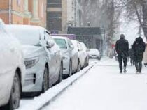 Бишкекчан призывают не оставлять автомобили под деревьями