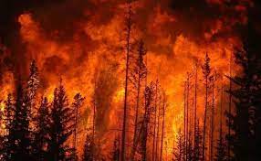 Природный пожар в Техасе стал вторым по величине за всю историю наблюдений