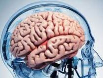 Behav Sci: в мозге влюбленного человека срабатывает особый механизм