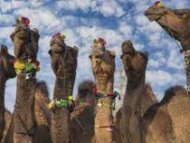 В Саудовской Аравии начался фестиваль верблюдов
