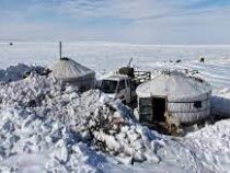 Суровая зима в Монголии стала причиной крупного падежа скота