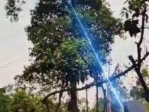 В Китае деревья пилят лазером