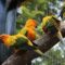 В британском зоопарке нашли способ приструнить попугаев-матершинников