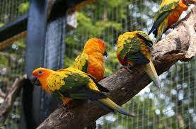 В британском зоопарке нашли способ приструнить попугаев-матершинников