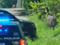 Полиция гналась за сбежавшим страусом 30 км