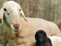 В Китае успешно клонировали тибецких овец