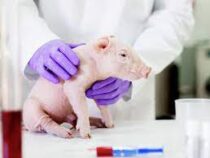 Первую в мире свинью с человеческими органами вывели в Японии