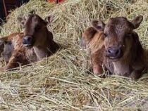 Китайские учёные успешно клонировали редкую породу коров