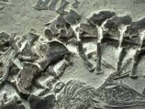 Останки древней рептилии нашли ученые в Китае