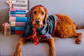 Хозяйка научила свою собаку Добби заклинаниям из «Гарри Поттера»
