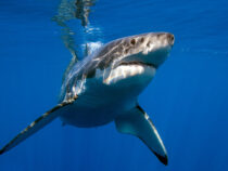 Огромная белая акула откусила киту голову на глазах у спасателей